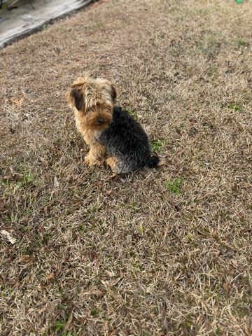 Yorkshire Terrier – Yorkiepoo