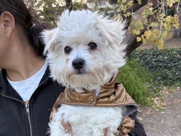 Maltese – Maltese – La Habra