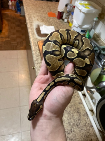 female ball python