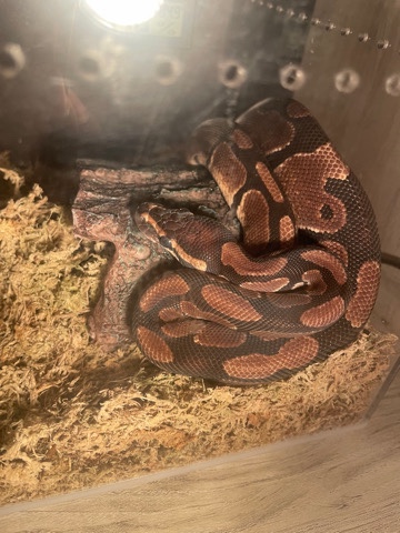 juvenile ball python
