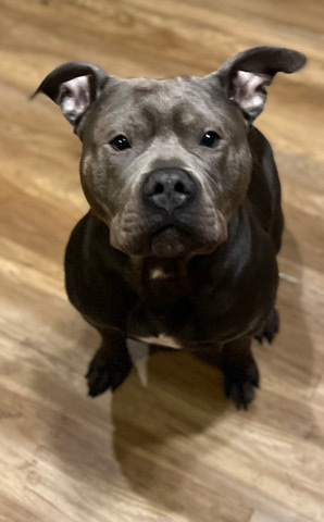 American Pit Bull Terrier – blue pit bull home trained emotional support dog