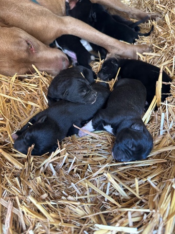 puppies for sale in 8 weeks