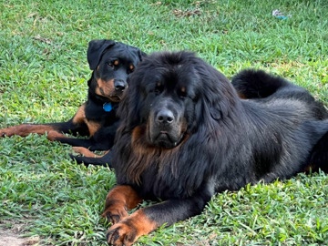 Rottweiler – Half Rottweiler Half Tibetan Mastiff – Hicksville