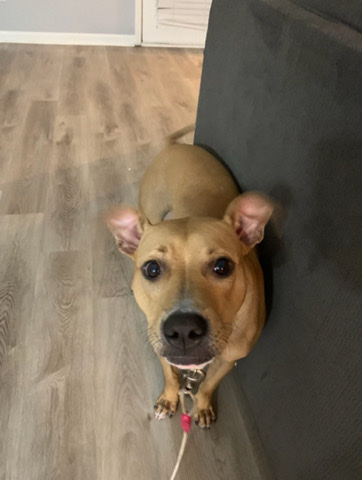 American Pit Bull Terrier – hi my name is goku😃