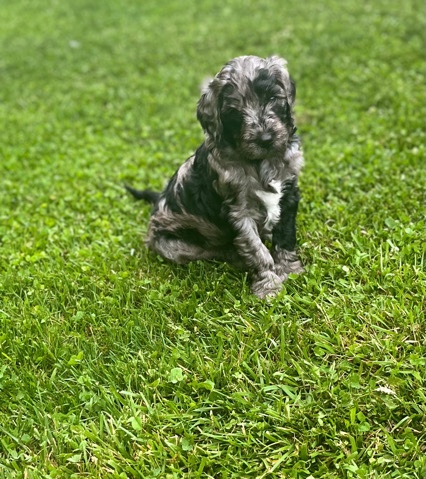 Golden Retriever – F1bb Golden Doodle