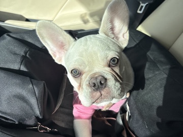 French Bulldog – 5-Month-Old Cream French Bulldog Puppy  Fully Vacc – Tustin