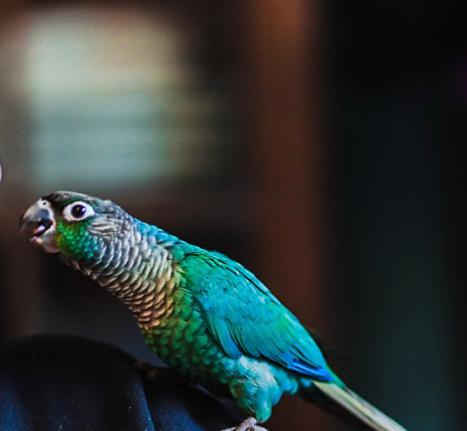 Green-Cheeked Conure – Turquoise Conure