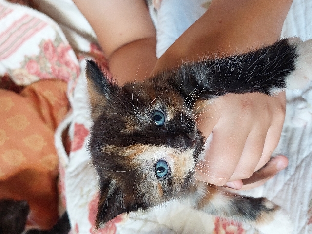 American Shorthair – 2 lovely girls looking for new homes