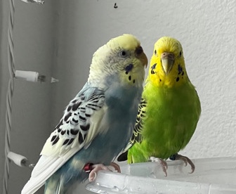 Budgerigar – Johnny and Sky