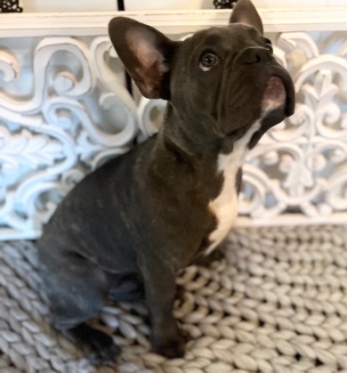 French Bulldog – French Bulldog Puppies