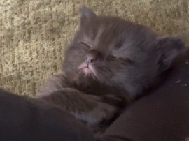 British Longhair – Adorable British Longhair Kitten – 4 Weeks Old – Stanmore – Stanmore
