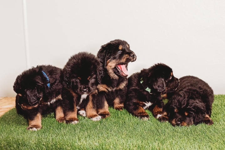Tibetan Mastiff – Tibetan Mastiff Puppies