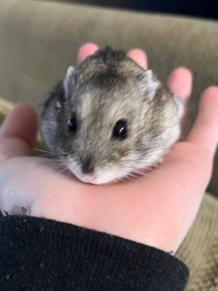 Any – Dwaft Hamster