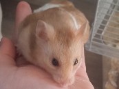 Hamster – Syrian hamster – Telford and Wrekin