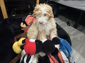 Mini Bernedoodle – New York