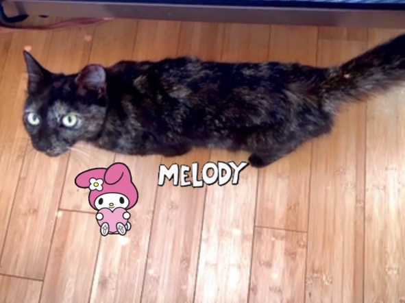 American Shorthair – SWEET MELODY KITTY – Mount Pleasant