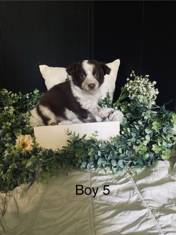 Australian Shepherd – F1 Chocolate Texas Heelers