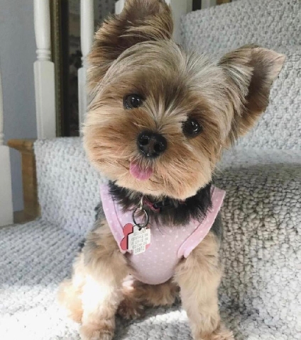Yorkshire Terrier – looking for a new home