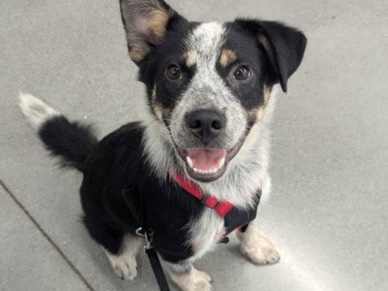 Mixed Breed – Achilles (Blue Heeler/Shepard mix) – Newnan