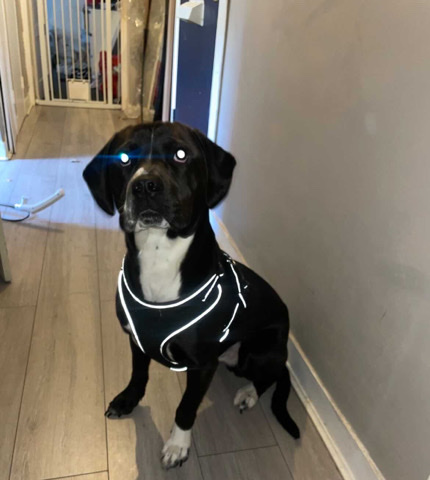 American Staffordshire Terrier – Staffordshire/spaniel 1 year old dog