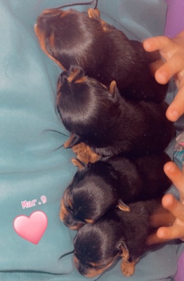 Yorkshire Terrier – Yorky babies