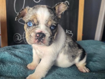 French Bulldog – French bulldog – Compton