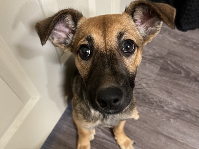 Belgian Shepherd Dog (Malinois) – Puppy - Belgium Malinois/ Shepard mix