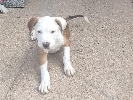 American Staffordshire Terrier – América Staffordshire terrier