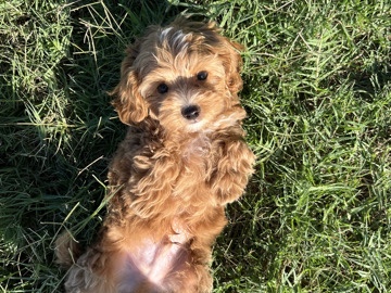 Tedward - Havapoo Puppy Male