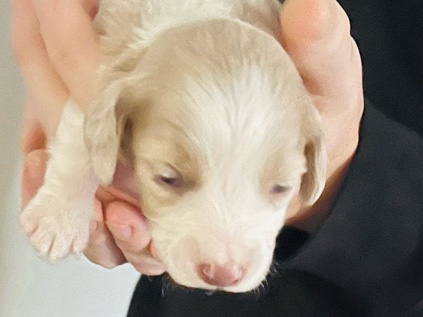 Dachshund – Adorable Shorthaired Isabella & Cream Dachshund Puppies for Sale