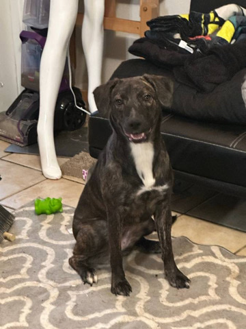 Lab Puppy for Renome