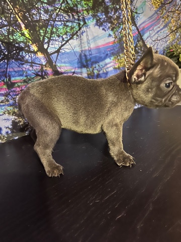 French Bulldog – Frenchie