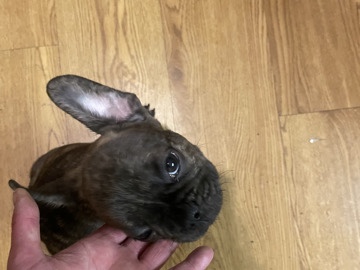 French Bulldog – french bully – Southampton