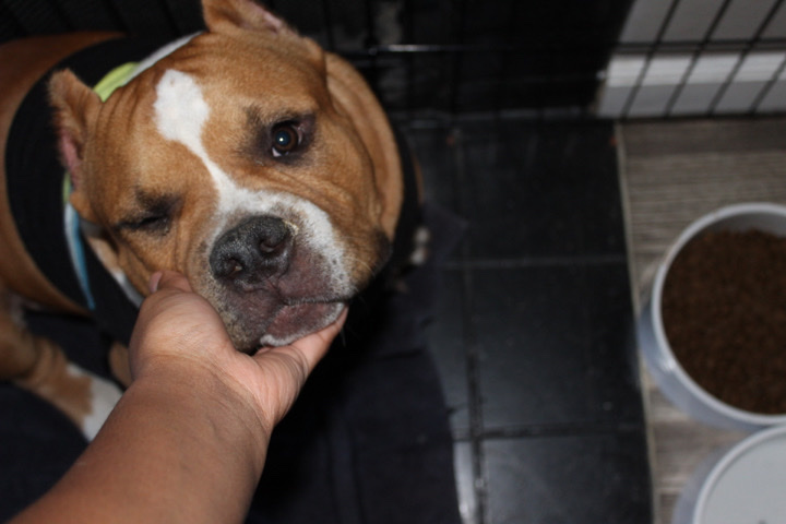 Bulldog – need new home