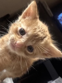 British Shorthair – Three New Kittens – Peterborough