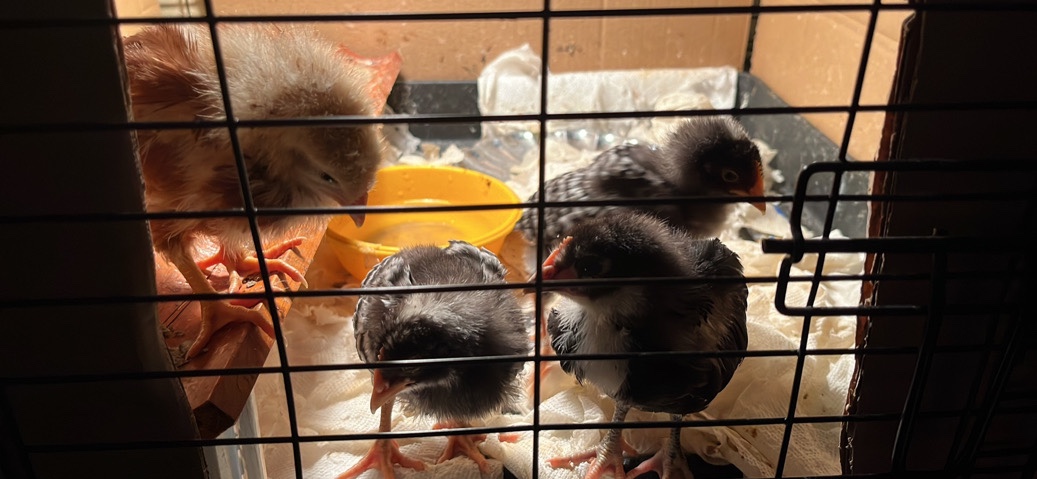 Any – 4 Chickens