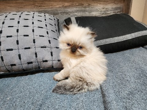 Himalayan kittens