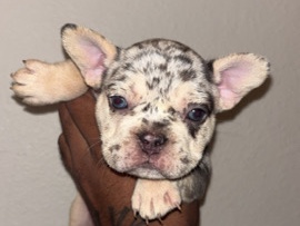 French Bulldog - puppies looking for Furever home available for adoption in Vancouver