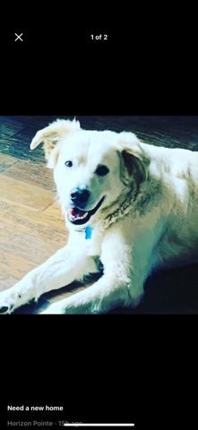 Great Pyrenees – rehome Great Pyrenees