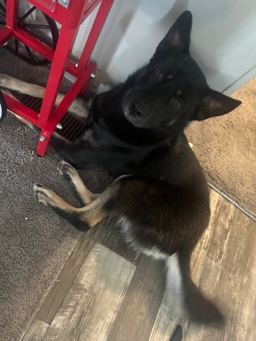 German Shepherd – German Shepard