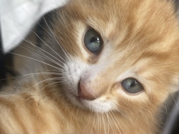 British Shorthair – 3 kittens