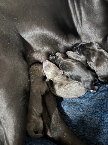 Cane Corso – Cane Corso Puppies
