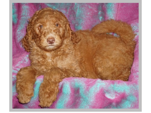 Labrador Retriever – Labradoodle Female – Fontana