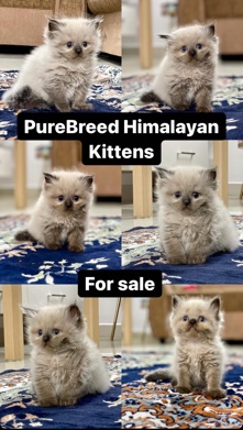 Himalayan – Himalayan kittens purebred
