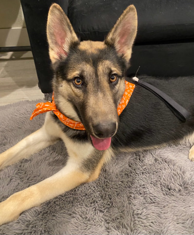 German Shepherd – Foster Kojey Shepherd Mix Looking for Forever Home