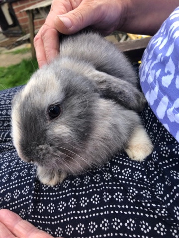 mini lops rabbits for sale