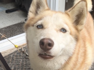 Siberian Husky – Looking to Rehome a Loving Husky – 6 Years Old – Oakland