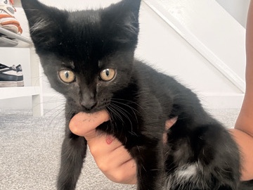 British Shorthair – Black male kitten – Derby