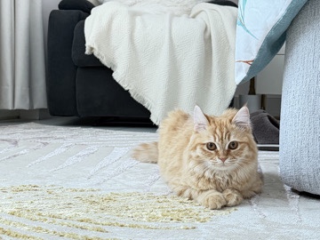 Turkish Angora – free adoption/ Turkish angora cat – Abu Dhabi