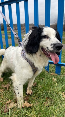 English Cocker Spaniel – cocker spaniel